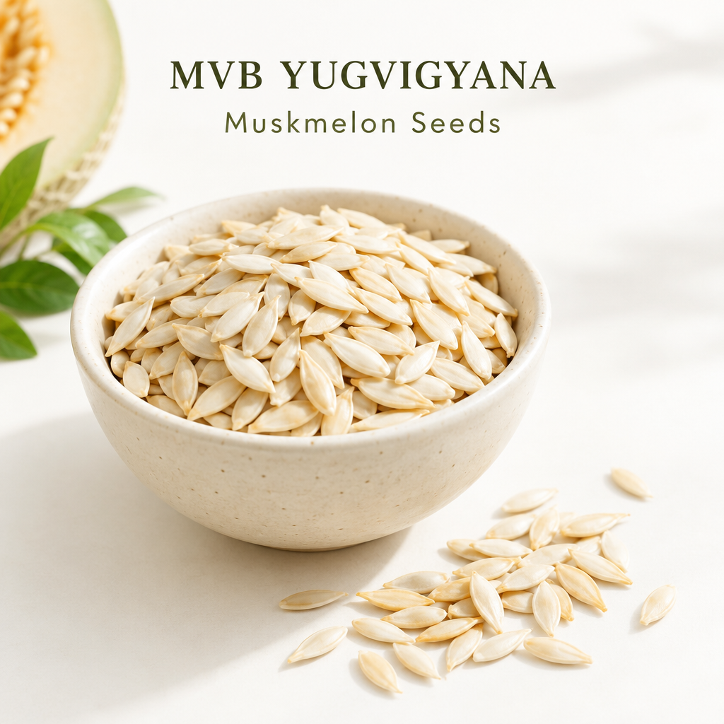 Illustrative concept of ivory muskmelon seed kernels in a cream bowl, MVB YUGVIGYANA